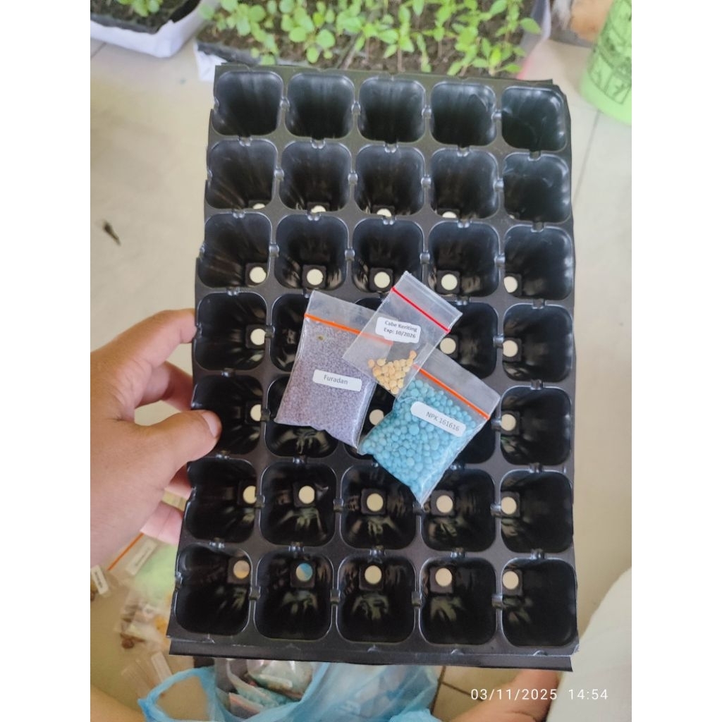 Paket bibit cabe keriting, NPK, furadan dan tray semai 35 lobang