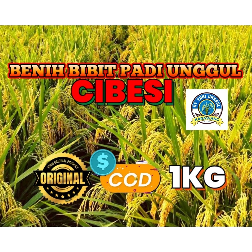 BENIH BIBIT PADI UNGGUL CIBESI KEMASAN 1KG