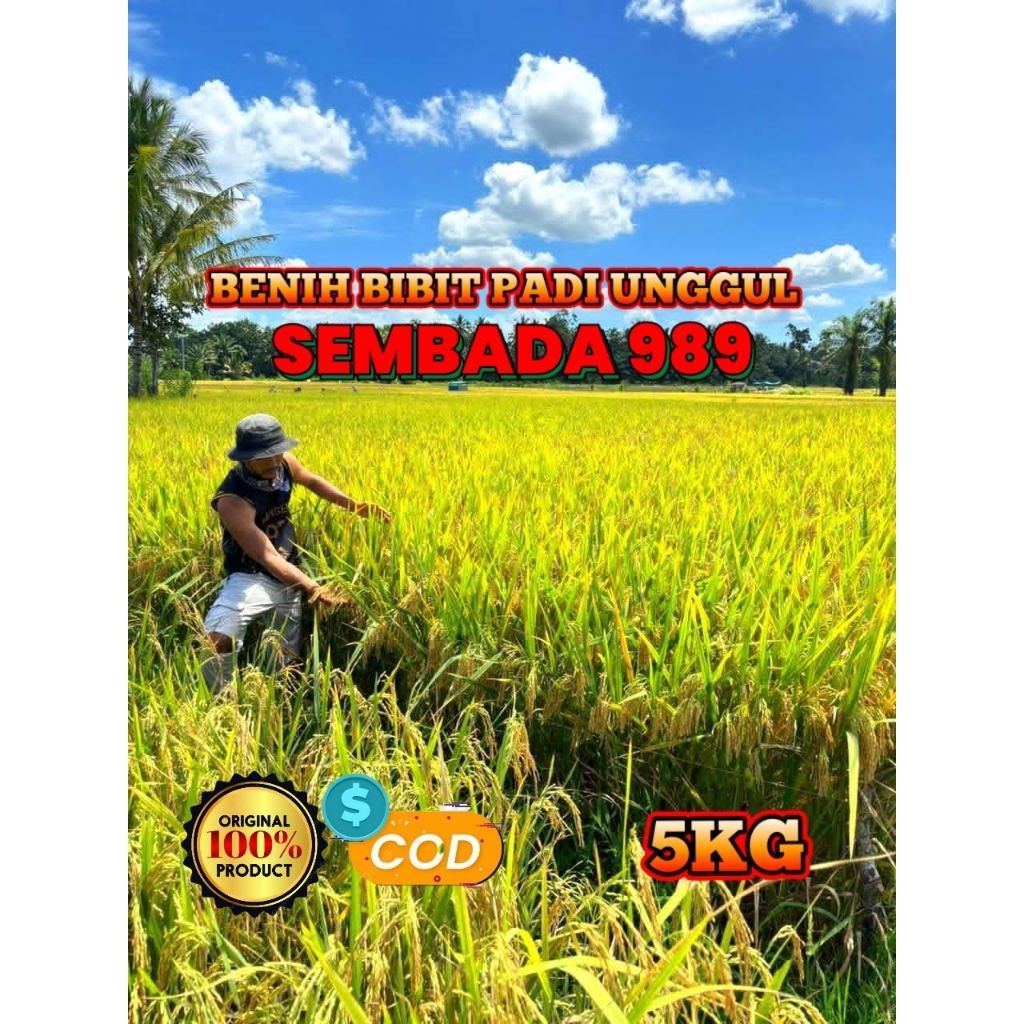 BENIH BIBIT PADI UNGGUL SEMBADA 989 KEMASAN 5KG