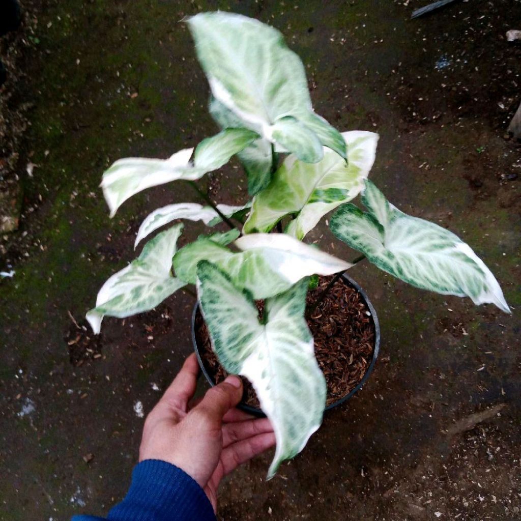 Syngonium t25