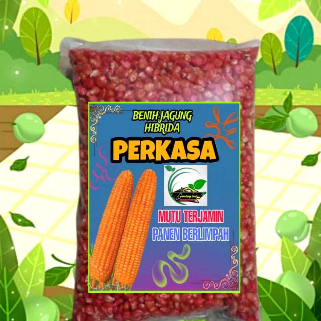 BENIH JAGUNG HIBRIDA PERKASA 1KG