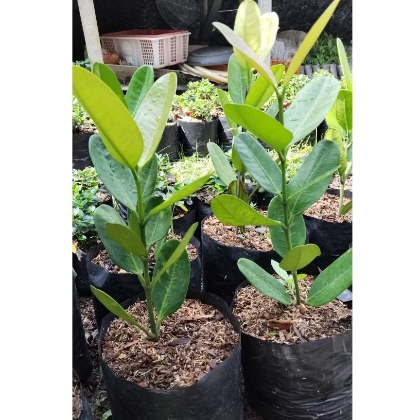 Tanaman Garnesia || Pohon Garcinia Cambogia