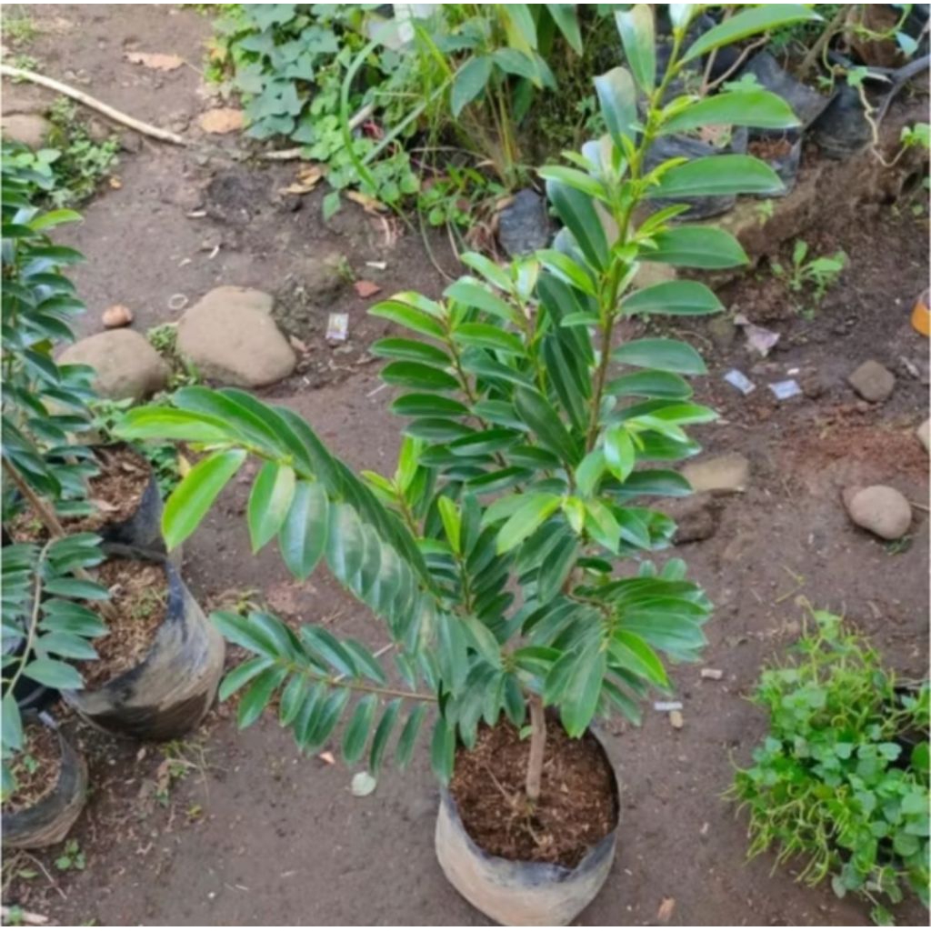 Bibit Sirsak Madu Jumbo Cangkok Siap Berbuah