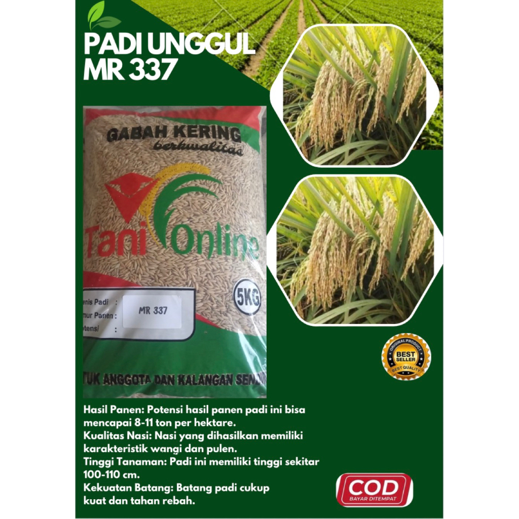 PADI UNGGUL MR 337