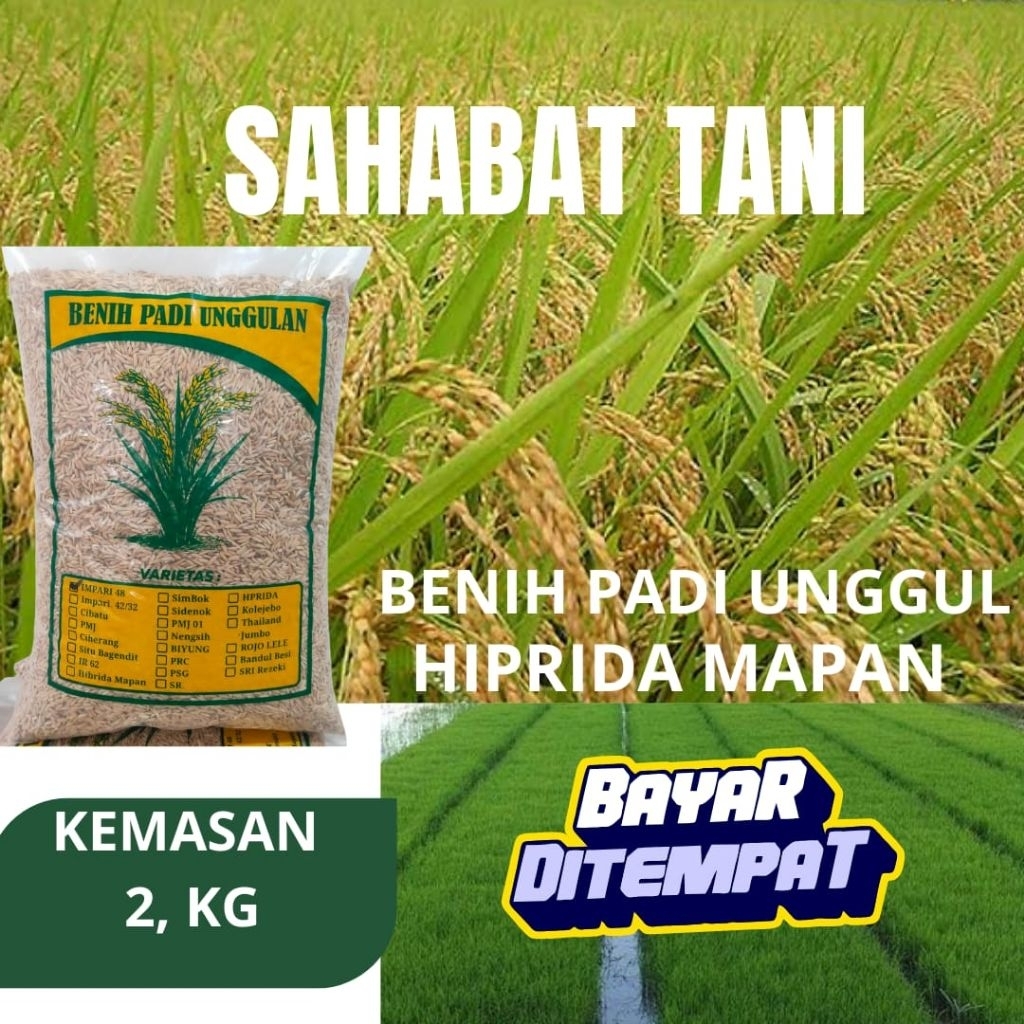 benih padi unggul hiprida mapan dengan kemasan 2kg benih padi super
