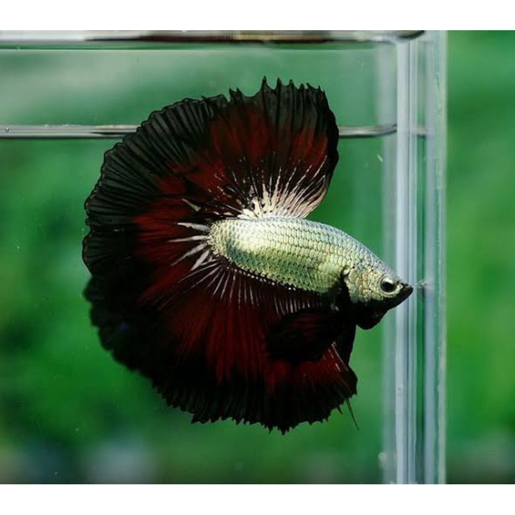 HALFMOON COPPER MALE