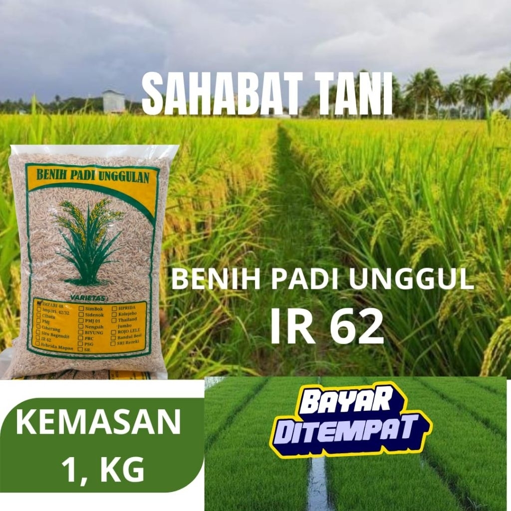 benih padi unggul IR 62 dengan kemasan 1kg benih padi ir62