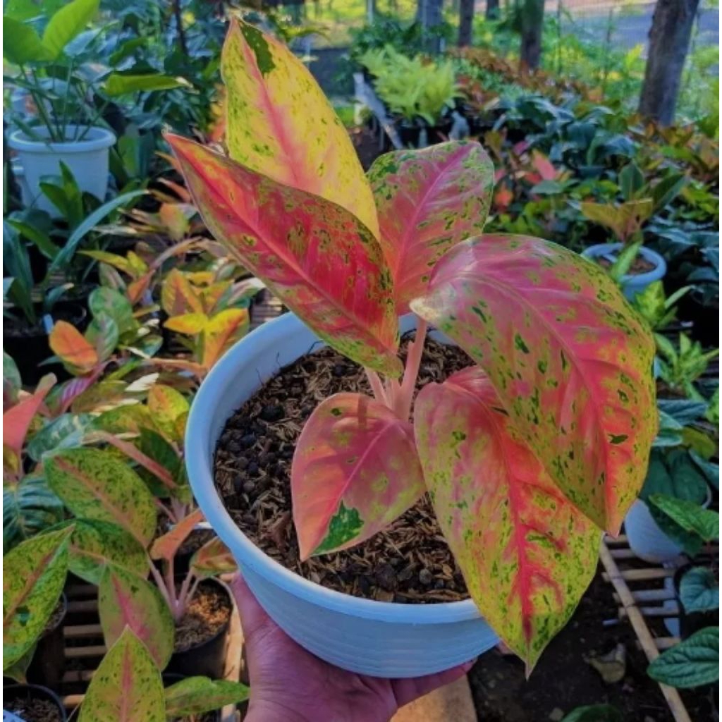 Tanaman Aglonema Big Roy - Tanaman Hias Aglonema Big Roy.