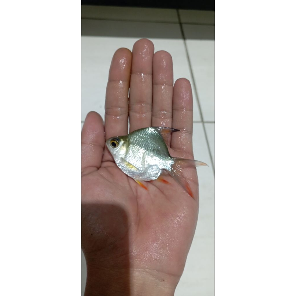 KAVIAT SB KING GREEN