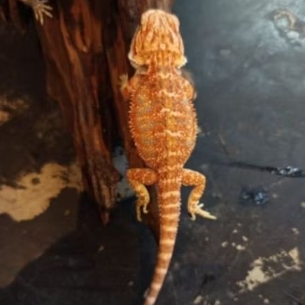 BEARDED DRAGON RED HYPO