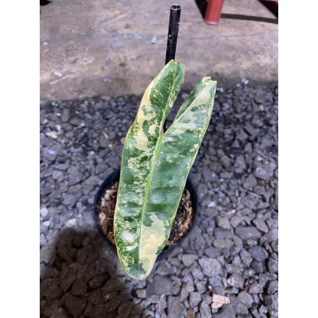 philodendron billietiae varigata/kabel busi varigata 1 daun