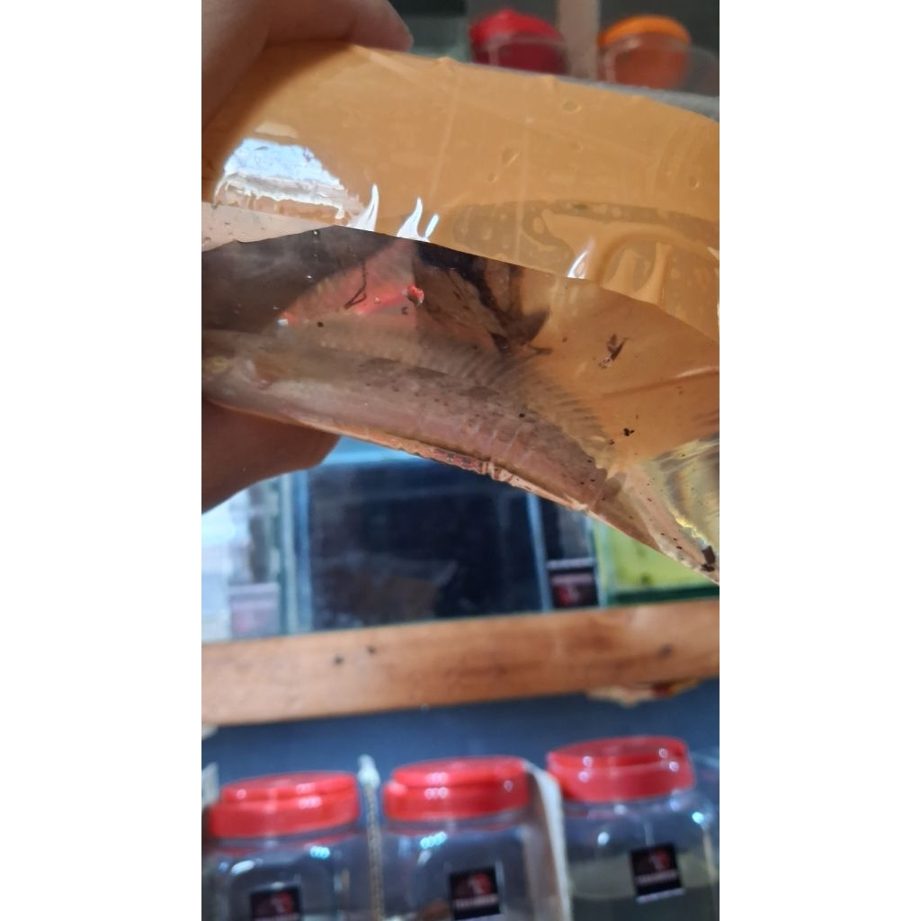 Pair limbata rim tebal