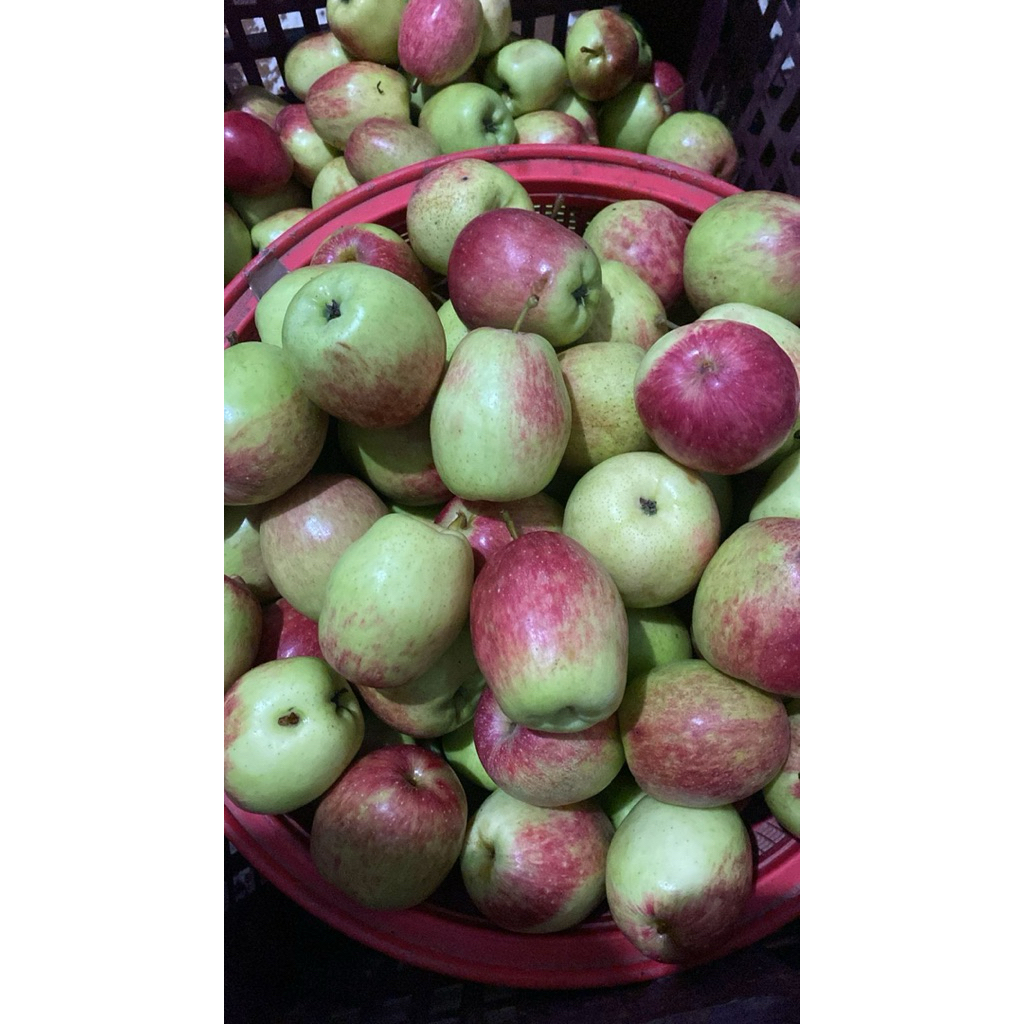 Apel anna kota batu/apel anna asli Batu/Apel Malang jenis anna