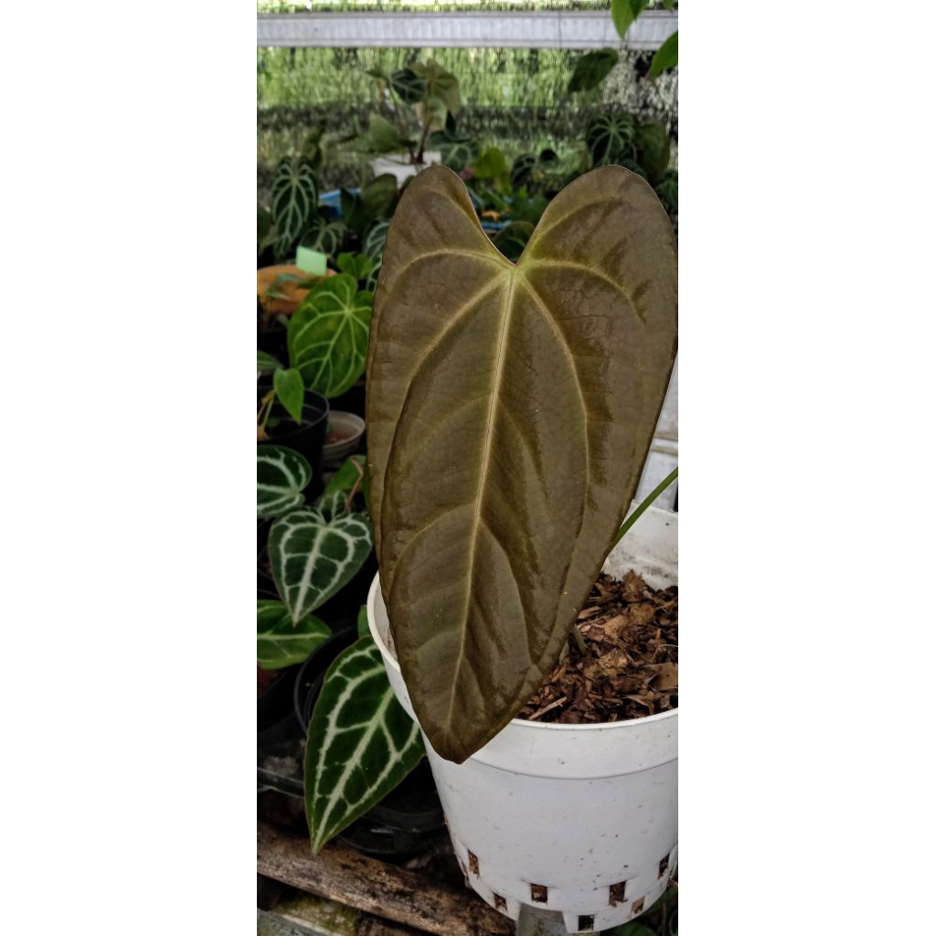 Anthurium modeanum x veitchii  hybrid