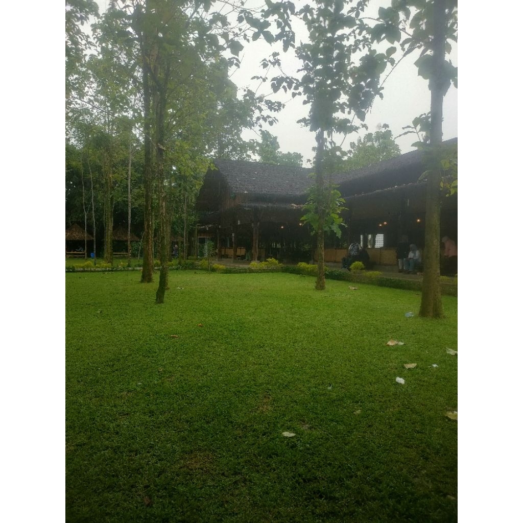 rumput gajah biasa / gajah paitan