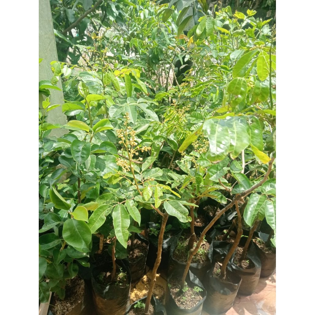 bibit kelengkeng aroma durian berbunga