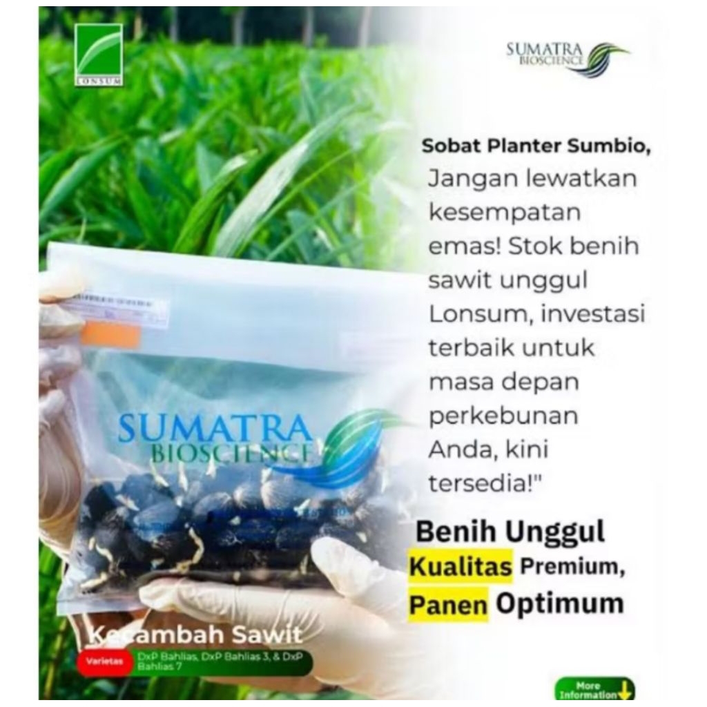Harga 8000/butir Lonsum Benih sawit unggul LONSUM BAH LIAS 7