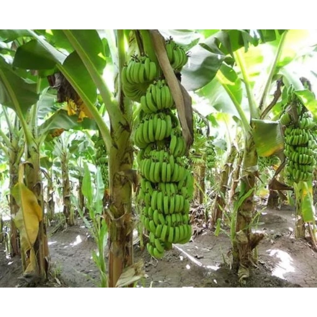 PROMO Bibit anakan pisang Raja cepat berbuah kualitas unggulan siap tanam