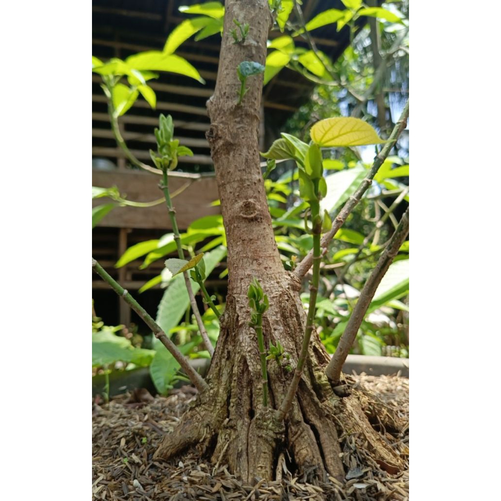 Bonsai waru india program akar