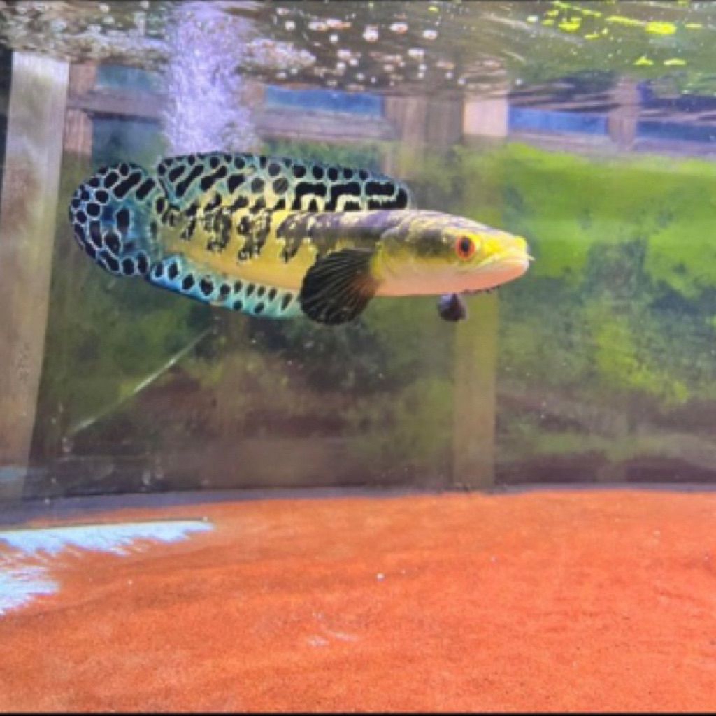 beby ikan chana ys / maru ys batik sz 3-5cm