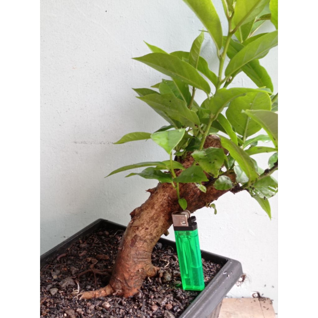 bahan bonsai wuni buahnya enak di makan realpic