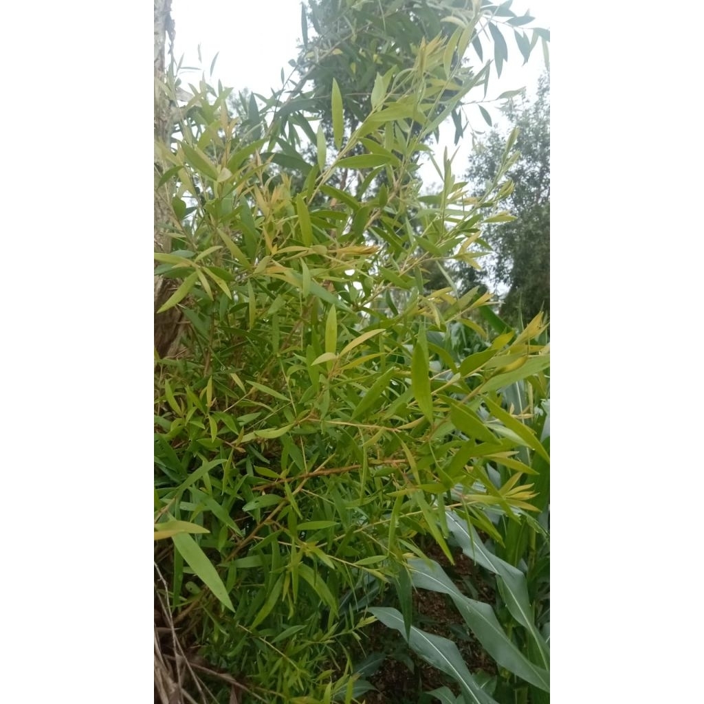 DAUN MINYAK KAYU PUTIH SEGAR ORI 100 %