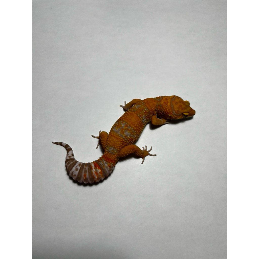 Hiasan Leopard Gecko Tremper Lavender