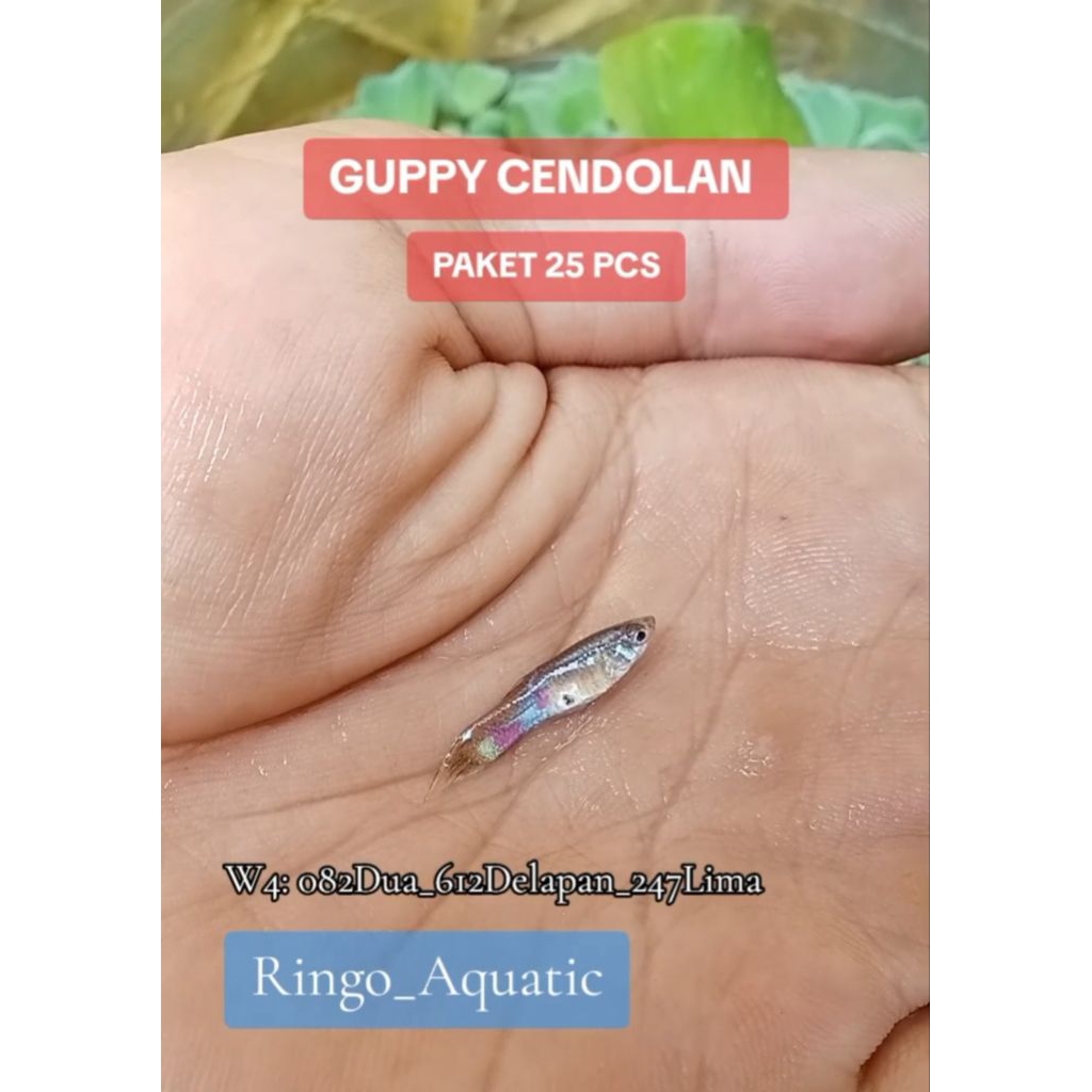 Cere Guppy Cendolan Paket 25 Pcs Hiasan Aquasecape