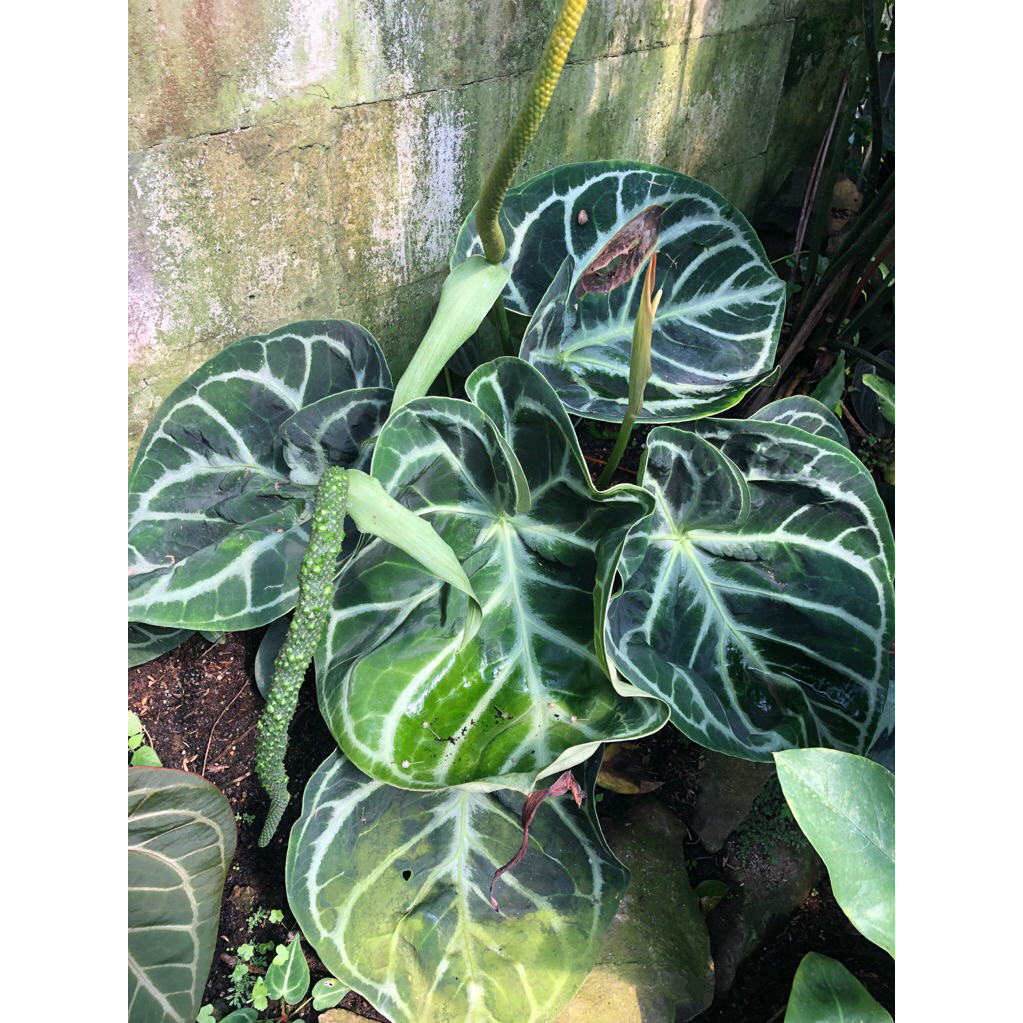 Tanaman Hias Antharium Dorayaki Mangkok Original