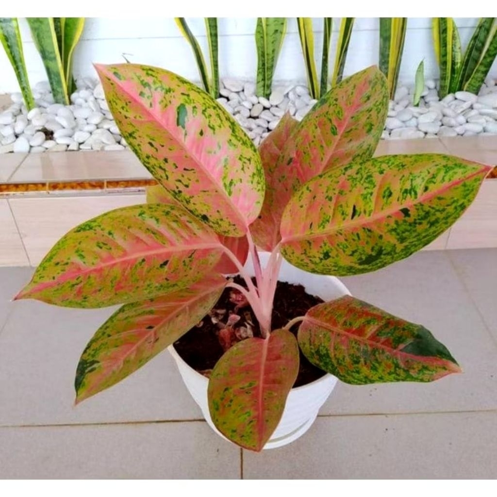 Tanaman Hias Aglonema Big Roy Aglonema Big Roy