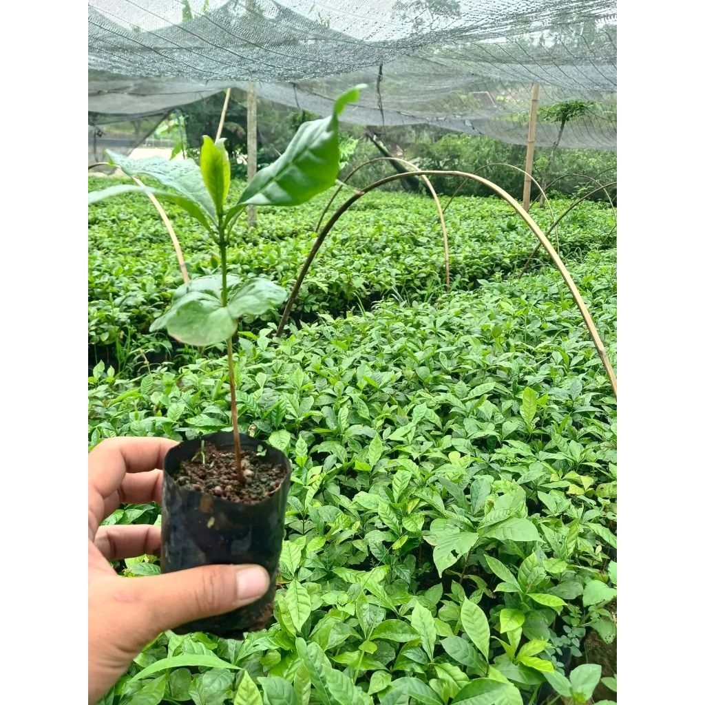 bibit kopi robusta unggul
