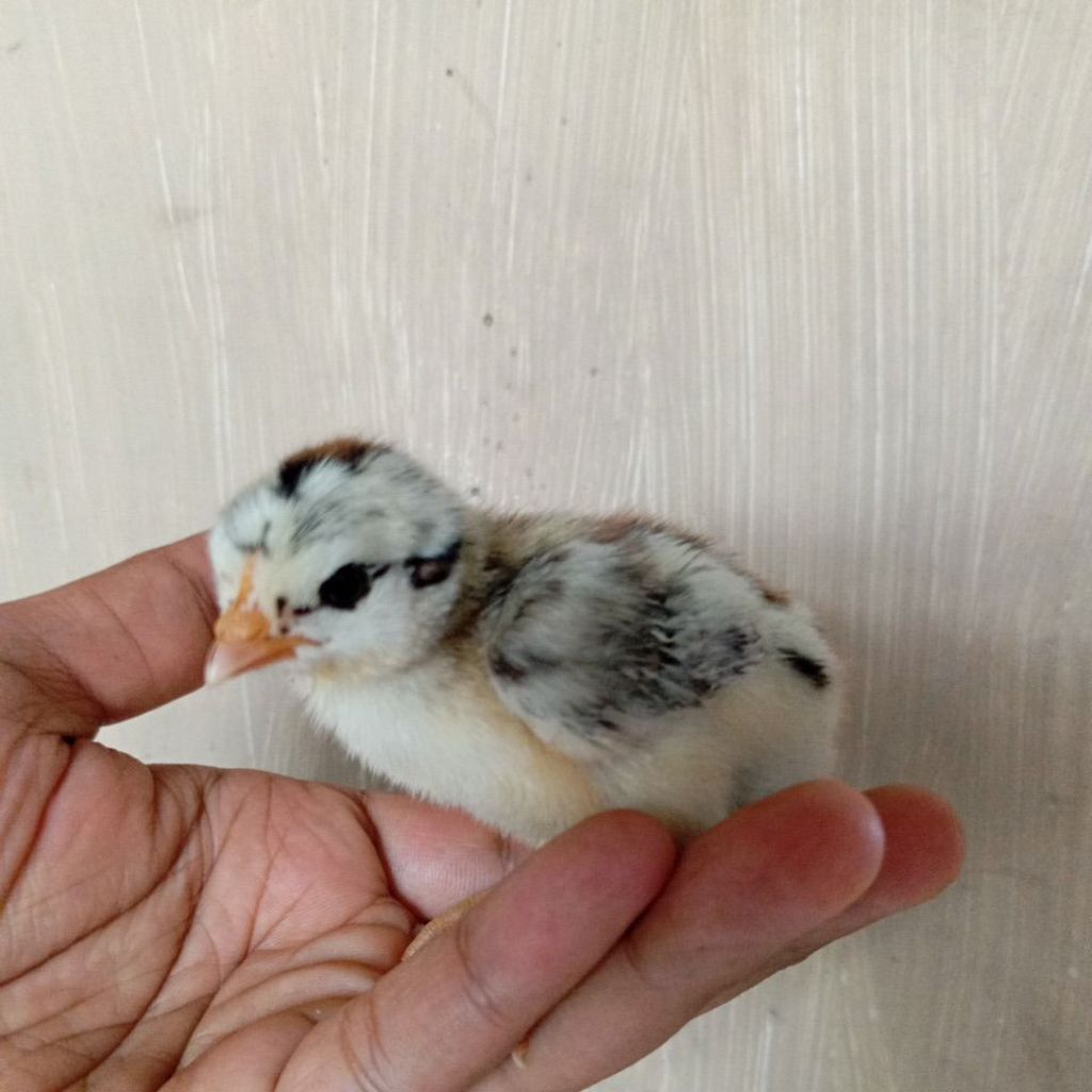 DOC AYAM ELBA SILANGAN LAYER (PETELUR MERAH)