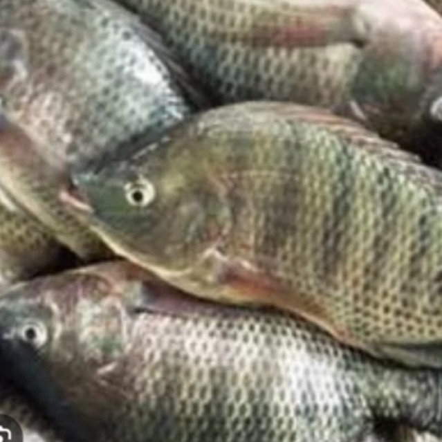 INDUKAN NILA HITAM / indukan mujaer sehat berkwalitas siap bertelur