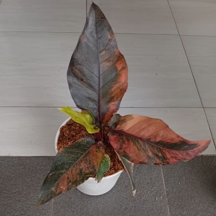 Tanaman Hias Anthurium Hokeri Black Pink Panjang Daun 20-25cm