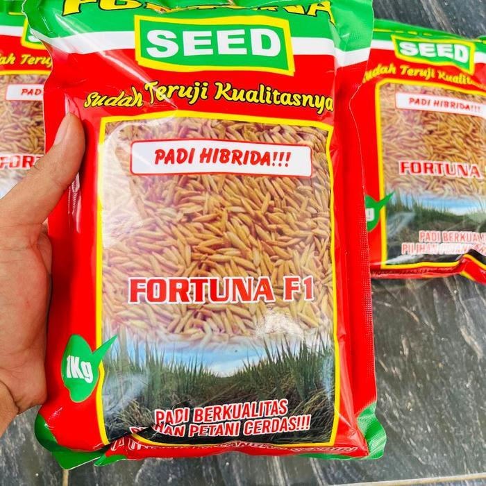 Benih Padi Hibrida FORTUNA  F1 (1kg) nasi pulen dan wangi