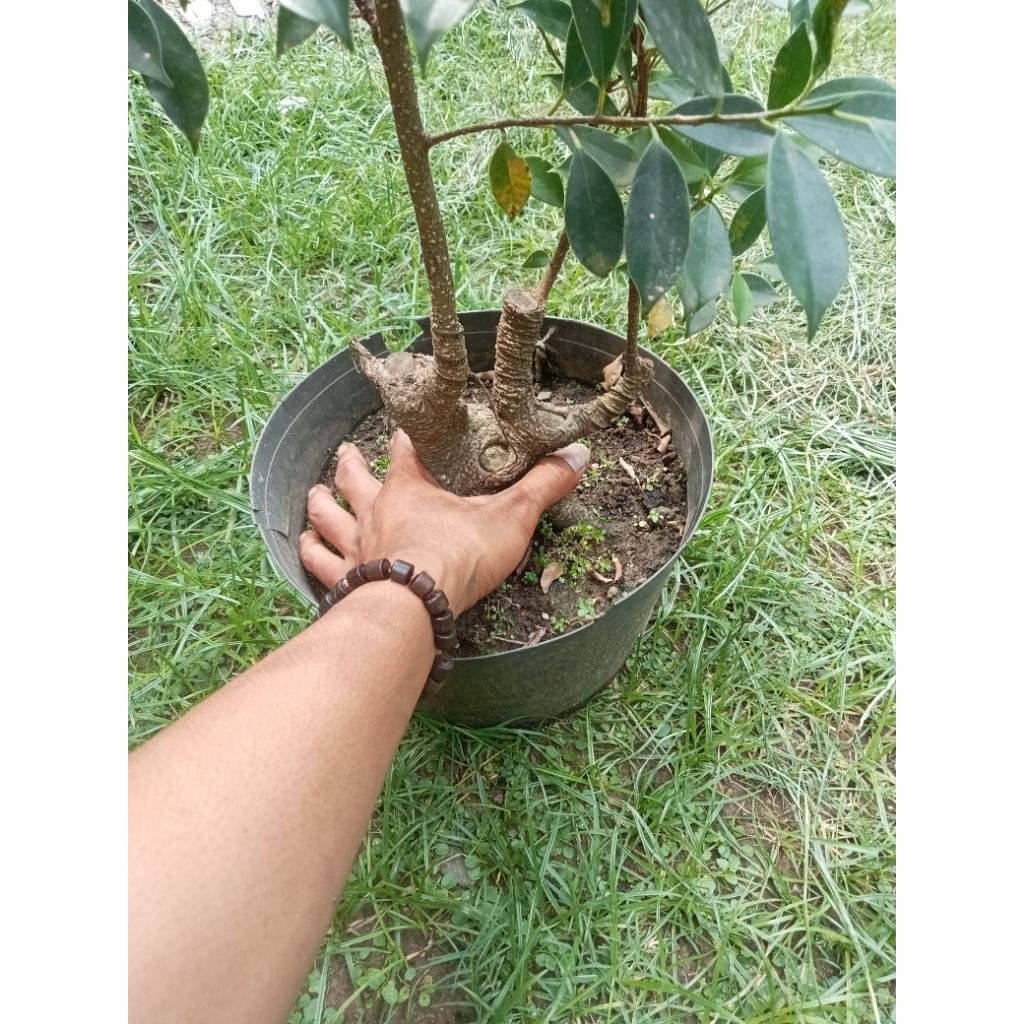 Bahan bonsai beringin kimeng