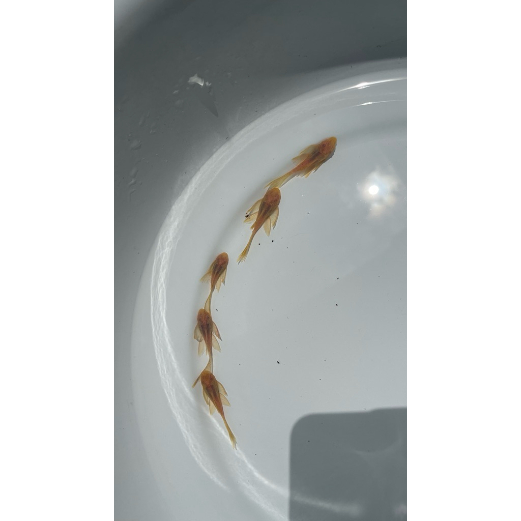 brushmouth slayer/pleco L144 size 5-6cm