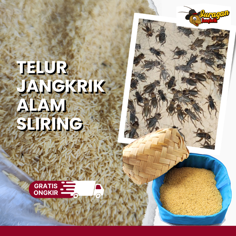 500gram Telur bibit benih jangkrik terek alam madu unggulan termurah telur jangkrik alam murni packi