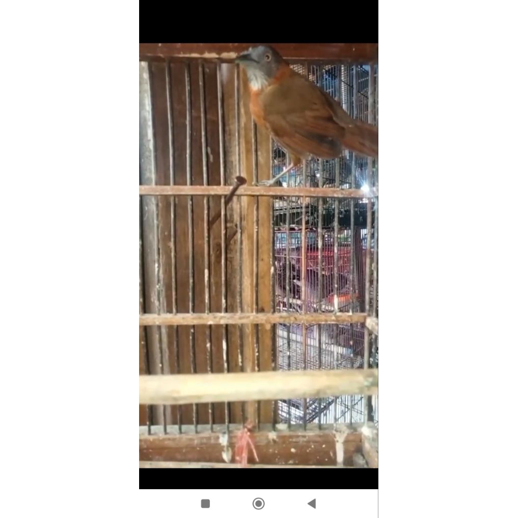 Burung Tepus pala abu rawatan Mulus Istimewa