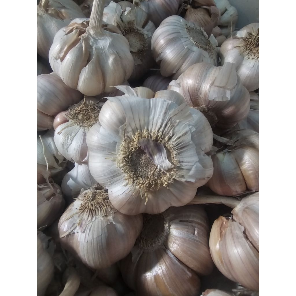 Bawang Putih sinco