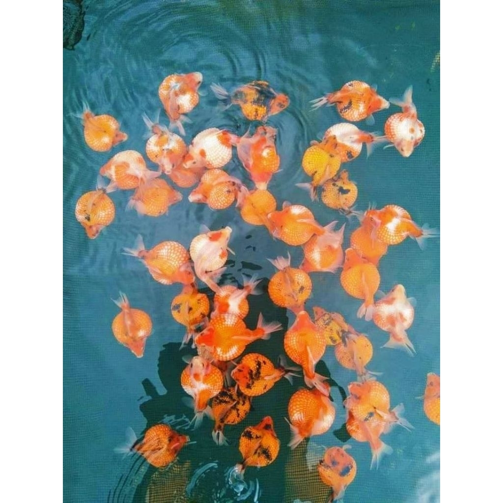 ikan hias gemoy air tawar aquarium kolam kecil MAS KOKI MUTIK MUTIARA TIKUS isi 4 ekor