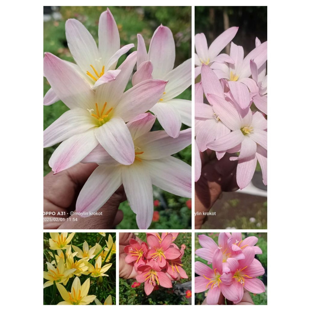 paket hemat umbi rain lily