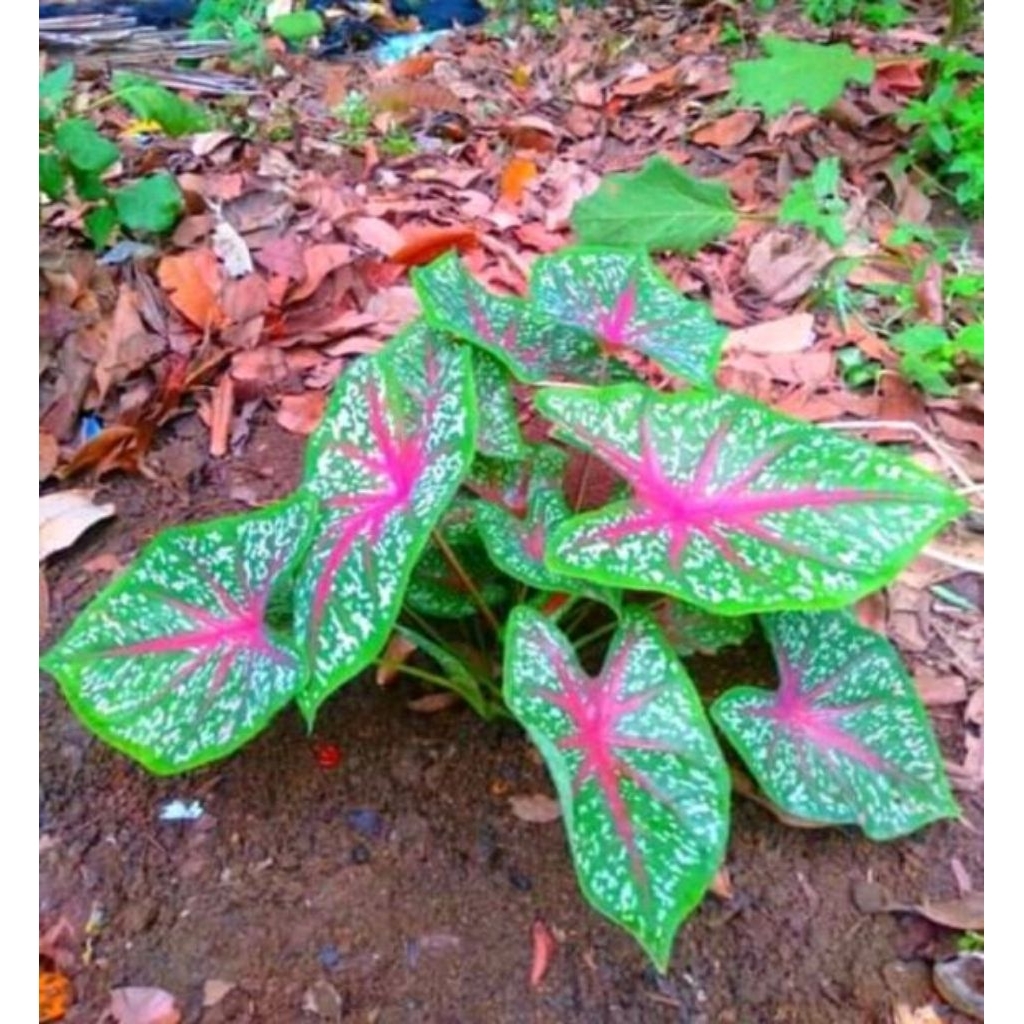 BIBIT TALAS HIAS KELADI MERAH SIAP TANAM CABUTAN