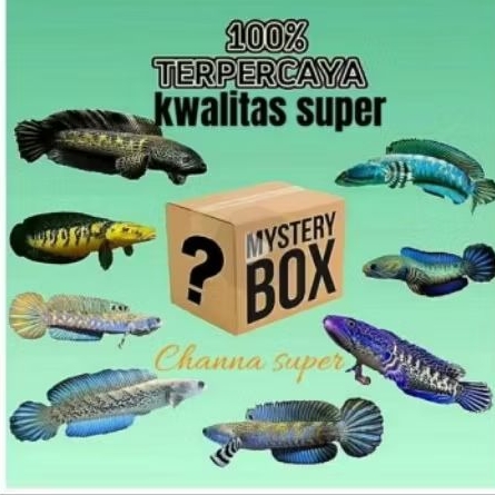 mystery box chana random