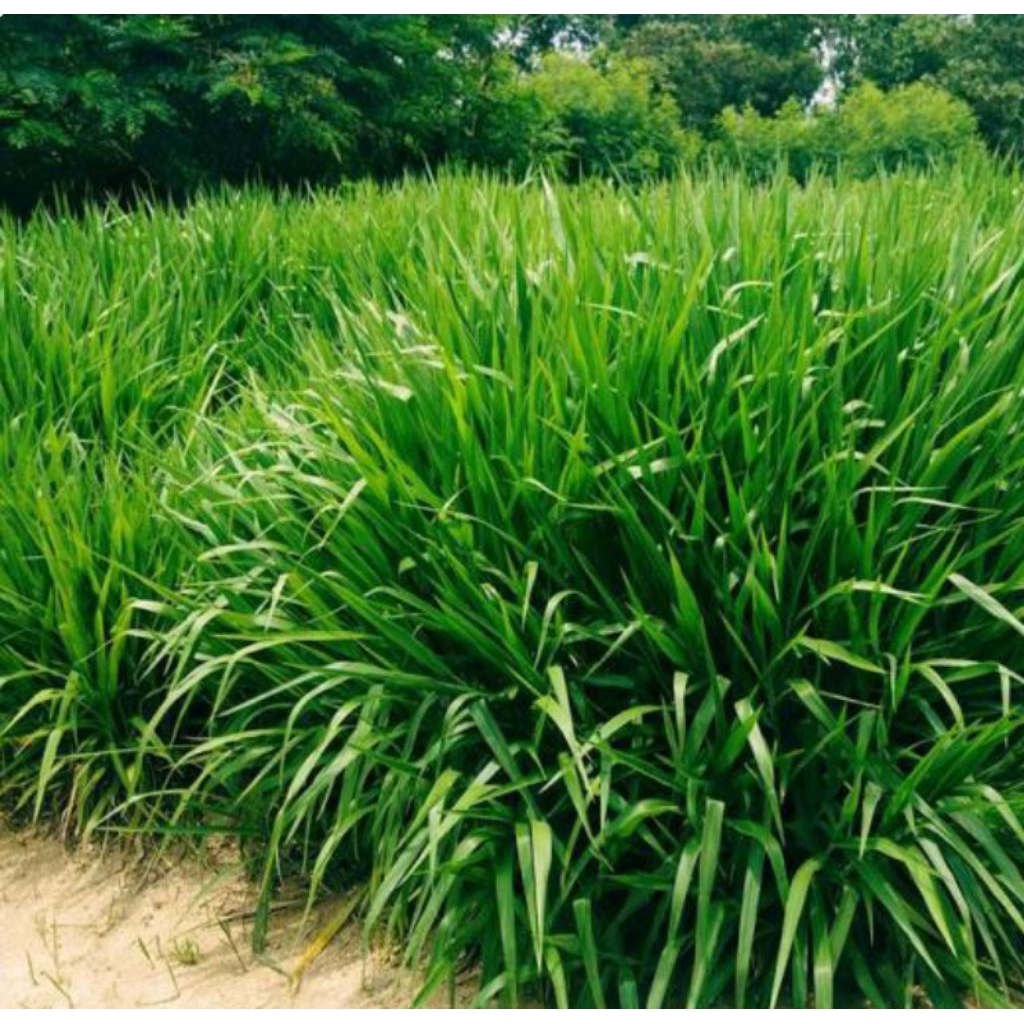 Rumput hay (odot ) kering /basah