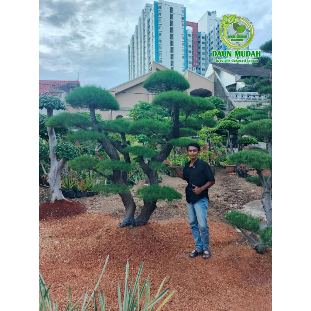 tanaman hias bonsai cemara udang / pohon bonsai cemara udang besar