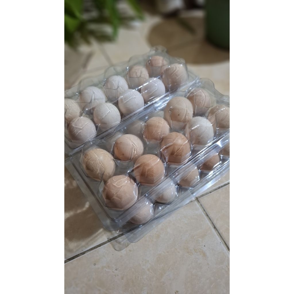 telur ayam kampung fertil