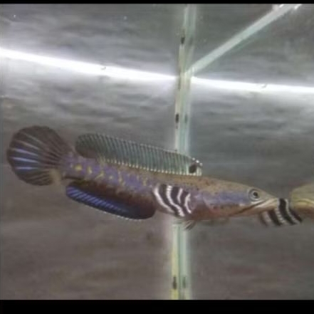 chana Blue pulchra size8-9cm