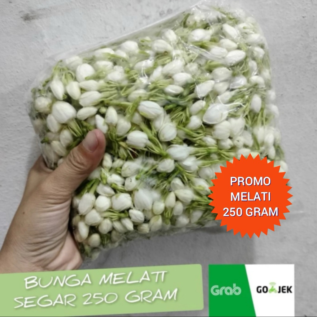 bunga melati segar 250 gr kembang melati tabur /Ronce Melati