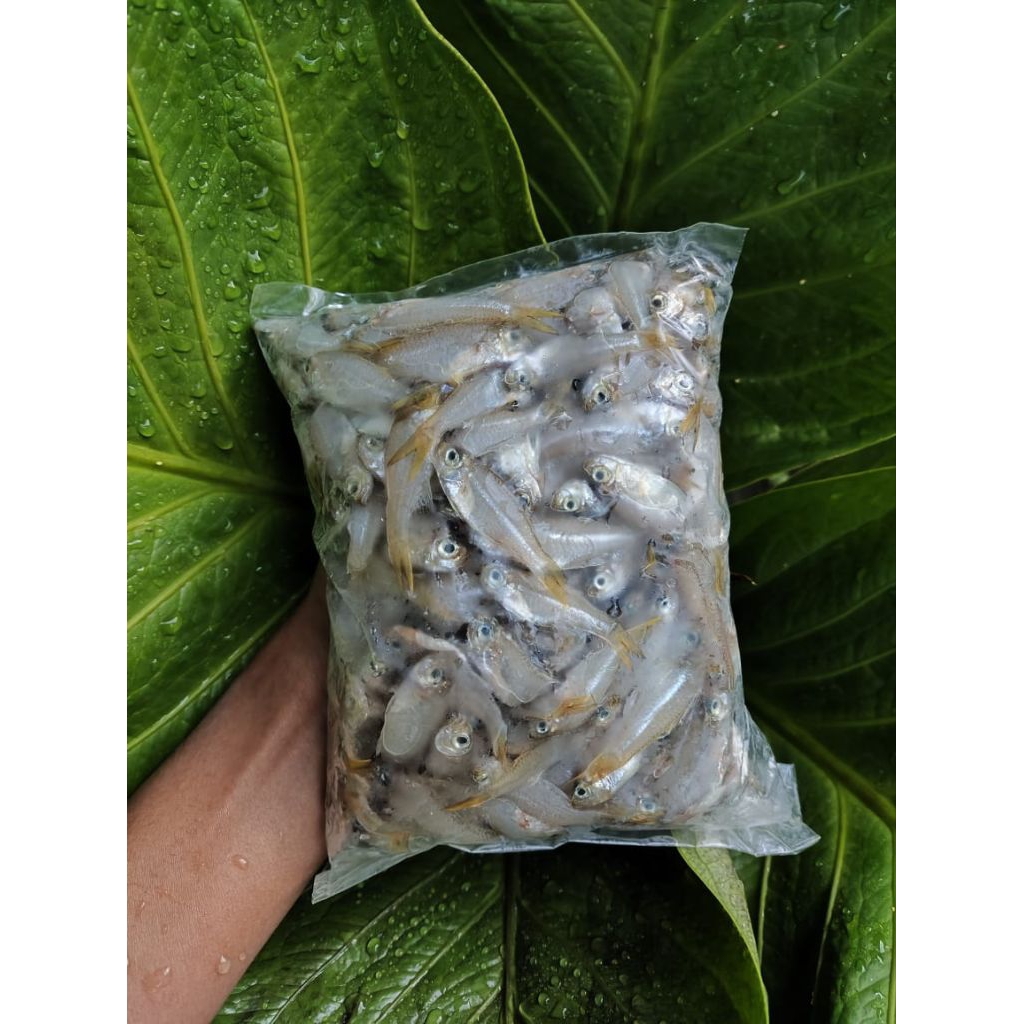 Ikan Wader ORI kemasan Kurleb 1kg (Frozen)